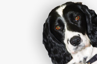 Molly Dog